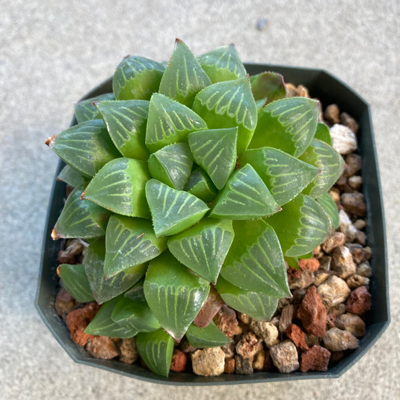 Haworthia turgida - 6 inch plant