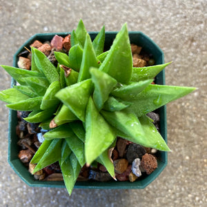 Haworthiopsis viscosa - 2.5" plant