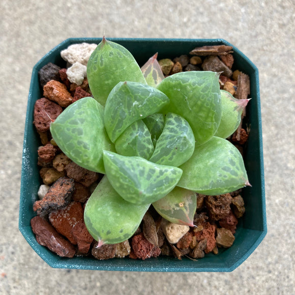 haworthia cuspidata succulent Haworthia cuspidata