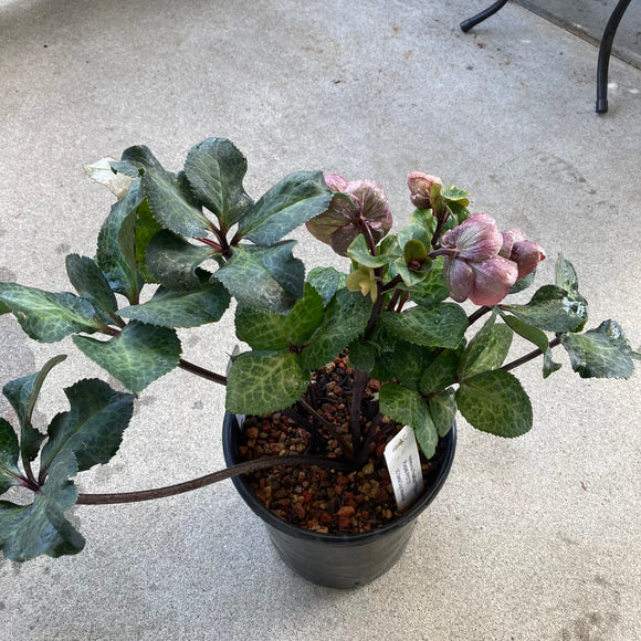 Helleborus 'Pippa's Purple' - 1 gallon plant