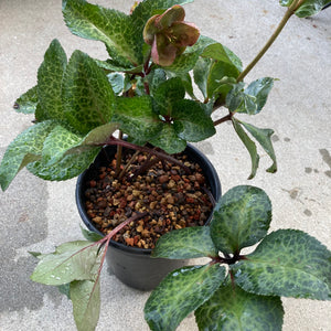 Helleborus x hybridus 'Reanna's Ruby' - 1 gallon plant