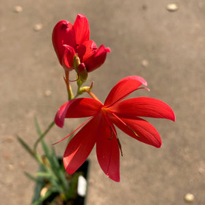 Hesperantha (Schizostylis) coccinea crimson flower - 1 gallon plant