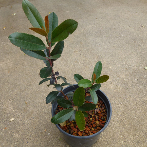 Heteromeles arbutifolia - 5 gallon plant