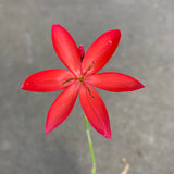 Hesperantha (Schizostylis) coccinea red flower - 1 quart plant