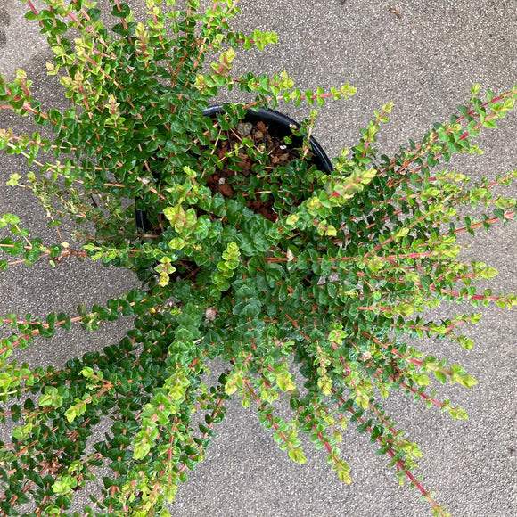 Hypocalymma cordifolium (dwarf) - 1 gallon plant