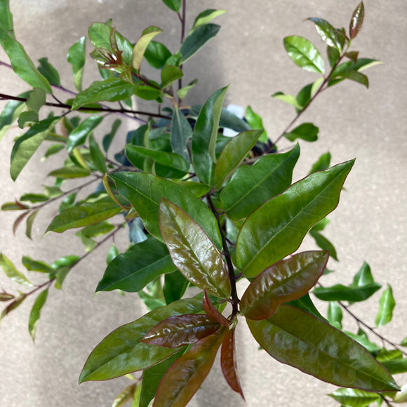 Ilex mitis - 5 gallon plant