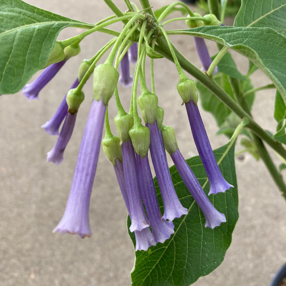 Iochroma cyaneum - 5 gallon plant