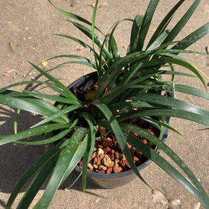 Iris douglasiana 'Pt. Reyes' - 1 gallon plant