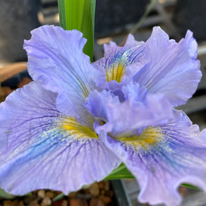 Iris PCH 'Light Blue' - 1 gallon plant