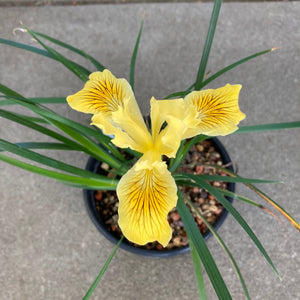 Iris sp. (yellow flower) - 1 gallon plant