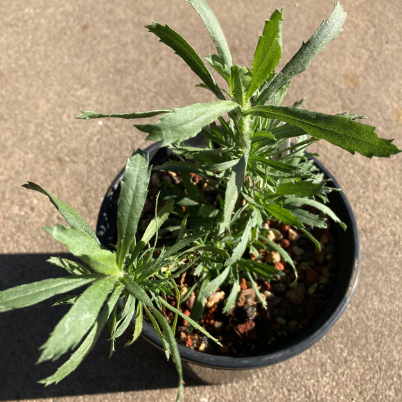 Isocoma menziesii - 1 gallon plant