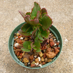 Kalanchoe sp. - 4 inch plant