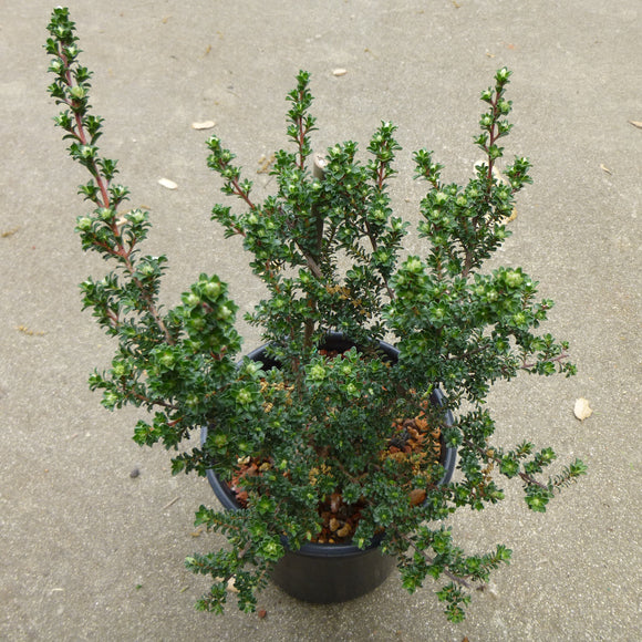 Kunzea badjensis 'Badja Blush' - 1 gallon plant