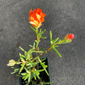 Lampranthus sp. - 4 inch plant