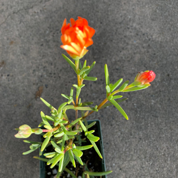 Lampranthus sp. - 4 inch plant