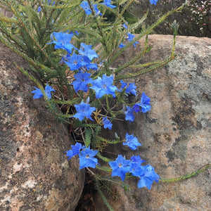 Lechenaultia biloba - 2 gallon plant