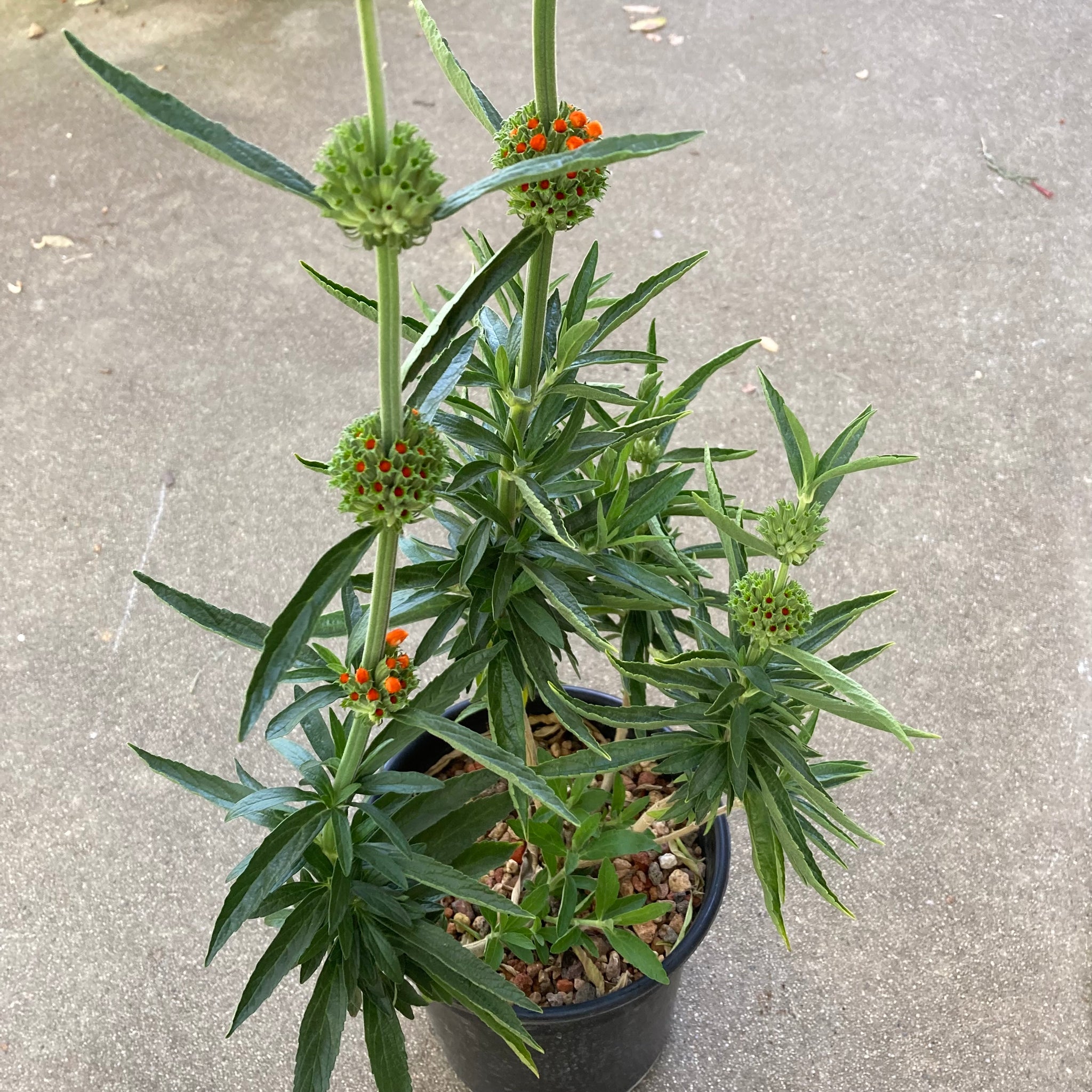 Leonotis leonurus