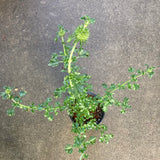 Leonotis ocymifolia 'Savannah Sunset' - 1 gallon plant