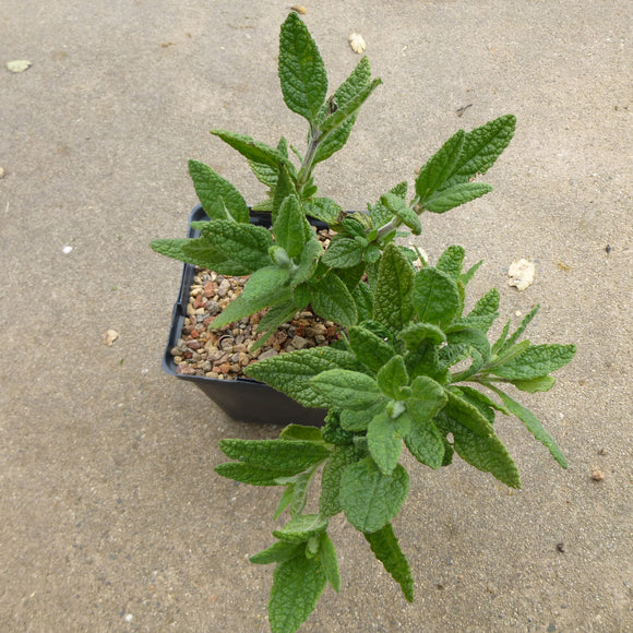 Lepechinia calycina - 1 gallon plant