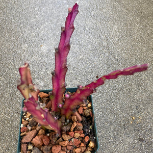 Lepismium cruciforme - 4 inch plant