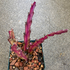 Lepismium cruciforme - 3.5 inch plant
