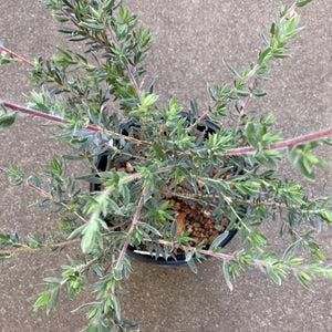 Leptospermum lanigerum - 1 gallon plant