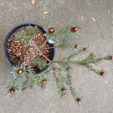 Leucadendron 'Jubilee Crown' (female) - 1 gallon plant