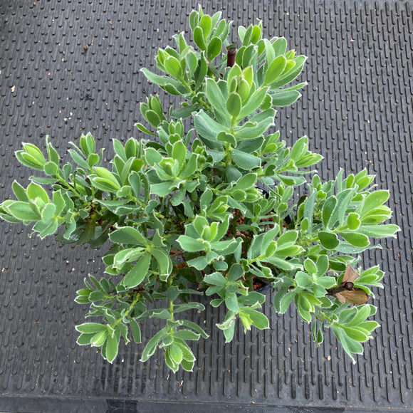 Leucadendron discolor seedling (male)- 1 gallon plant