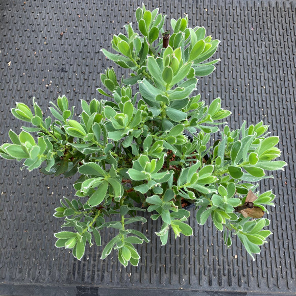 Leucadendron discolor seedling - 1 gallon plant