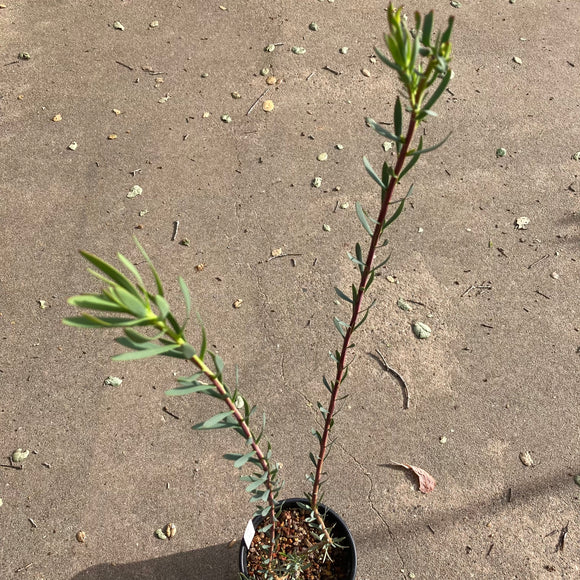 Leucadendron flexuosum  (female) - 1 gallon plant