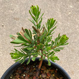 Leucadendron muirii  (female) - 1 gallon plant