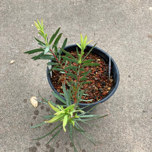 Leucadendron salignum green & pink - 1 gallon plant