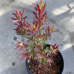 Leucadendron salignum (tall cultivar) - 2 gallon plant