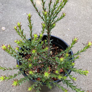 Leucadendron thymifolia (male) - 1 gallon plant