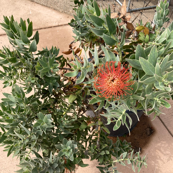 Leucospermum cordifolium - 5 gallon plant
