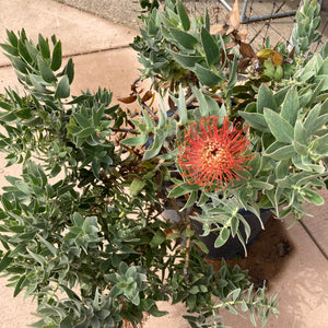 Leucospermum cordifolium - 2 gallon plant