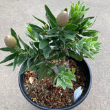 Leucospermum cuneiforme 'Goldie' - 2 gallon plant