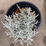 Leucophyta brownii- 1 gallon plant
