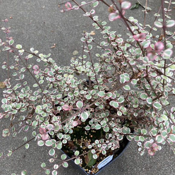 Lophomyrtus x ralphii 'Little Star' - 1 gallon plant