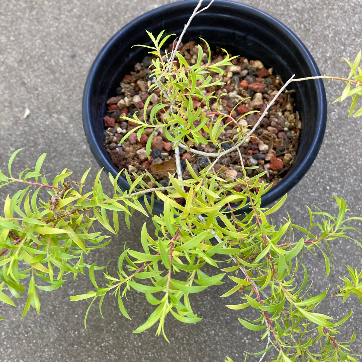 Melaleuca bracteata 'Revolution Gold' - 1 gallon plant – Norrie's Gift ...
