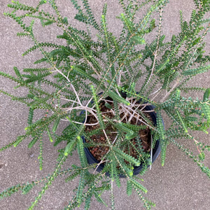 Melaleuca decussata × gibbosa - 1 gallon plant