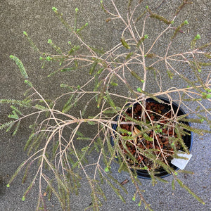 Melaleuca pulchella - 1 gallon plant