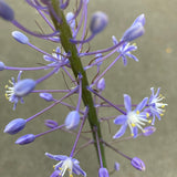 Merwilla plumbea x dracomontana - 4 inch plant