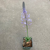 Merwilla plumbea x dracomontana - 4 inch plant