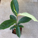 Magnolia doltsopa - 1 gallon plant