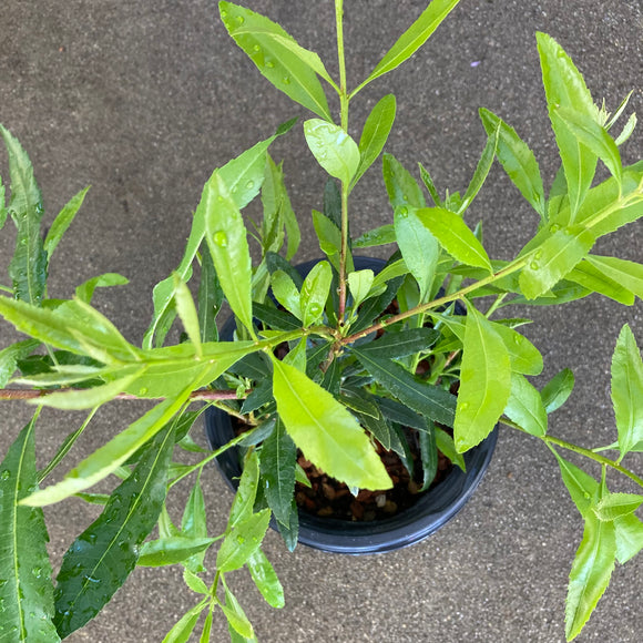 Morella californica - 1 gallon plant