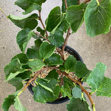 Morus macroura 'Pakistan' Mulberry - 2 gallon plant