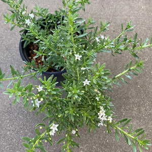 Myoporum parvifolium 'Putah Creek' - 1 gallon plant
