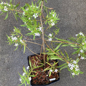 Myoporum montanum - 1 gallon plant