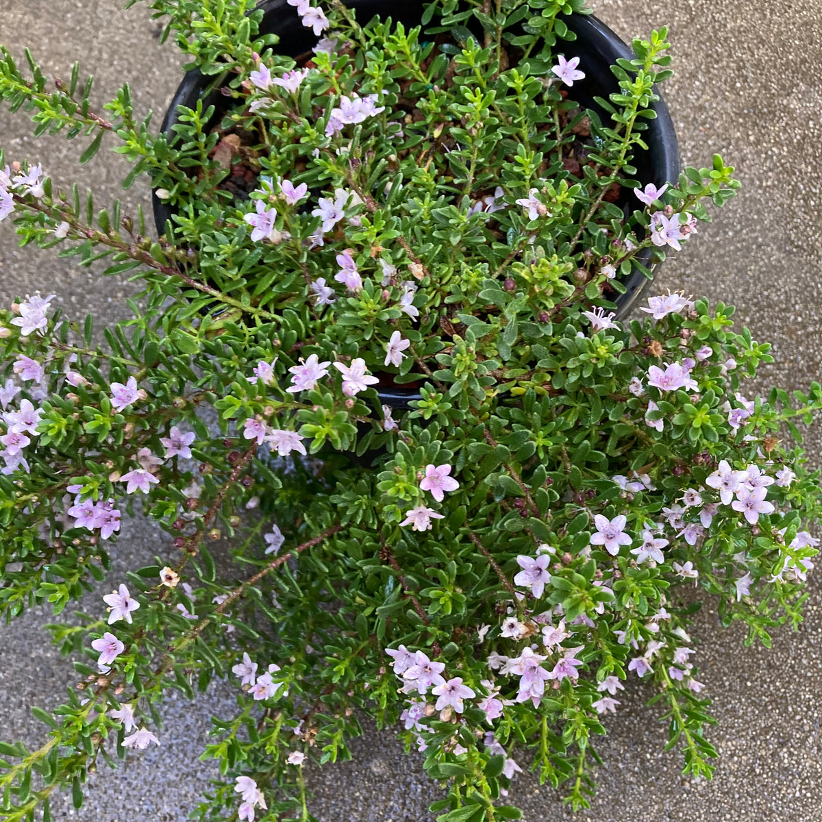 Myoporum parvifolium - 1 gallon plant – Norrie's Gift and Garden Shop ...